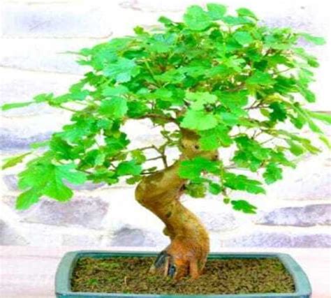 Bonsai Sycamore Tree
