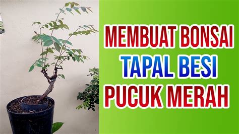 Bonsai Tapal Besi
