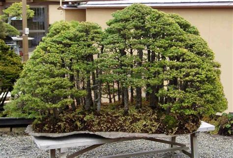 Bonsai Tree Forest