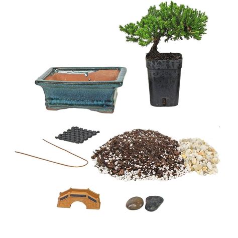 Bonsai Tree Starter Kit