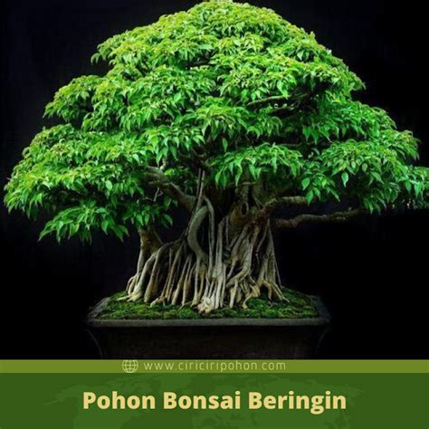 Bonsai Beringin Tumbuh Daun Nano-nano-ni