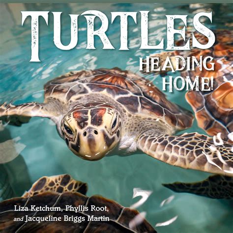 Book About Turtles