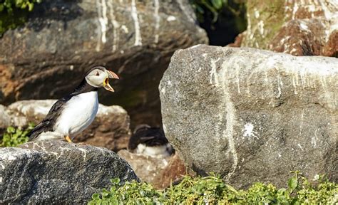Book Puffin Watching Tour