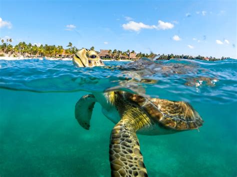 Booking Akumal Turtle Tour