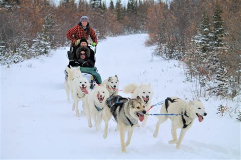 Booking Dogsledding Adventure