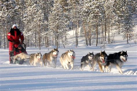 Booking Husky Safari