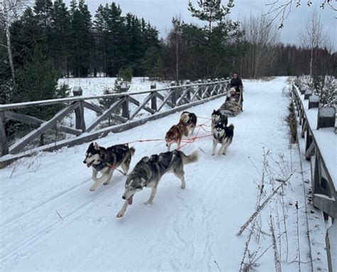 Booking Husky Sledding