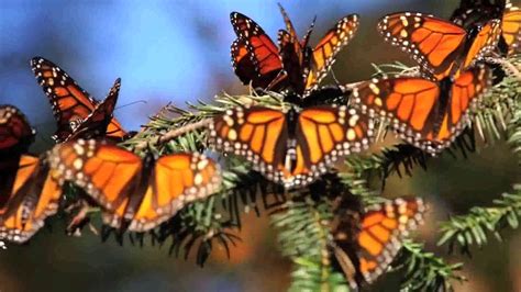 Booking Monarch Butterfly Tour