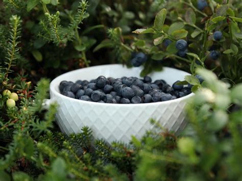 Booking Rovaniemi Foraging