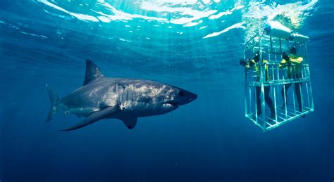 Booking Shark Cage Dive