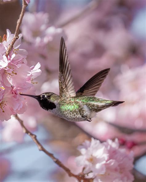 Booking a Hummingbird Tour