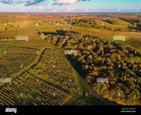 Bordeaux Vineyards Aerial View