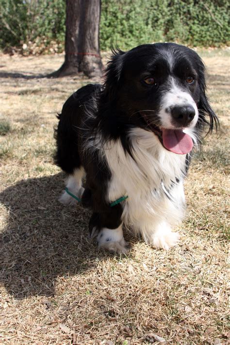 Border Collie Basset Hound Mix Temperament: A Unique Combination