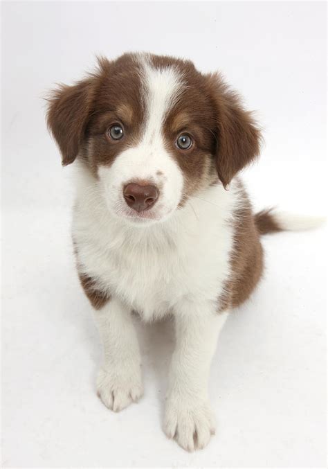 Border Collie Chocolate: A Unique And Amazing Dog Breed