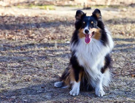 7 Facts That Will Make You Love the Border Collie German Shepherd Mix