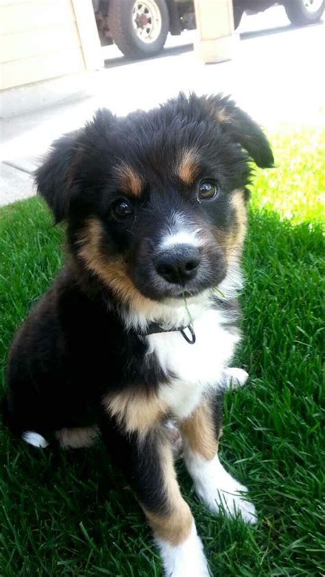 Border Collie German Shepherd Mix Puppy For Sale: The Perfect Addition
To Your Family In 2023