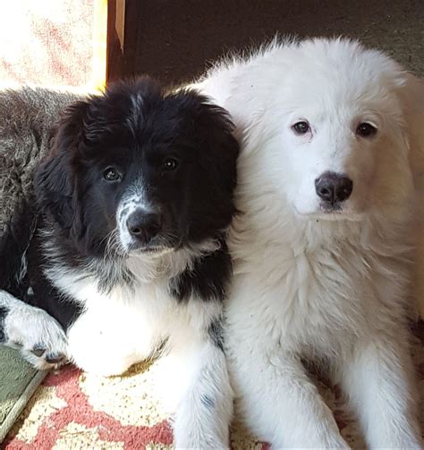 Border Collie Great Pyrenees Mix Black: The Perfect Companion