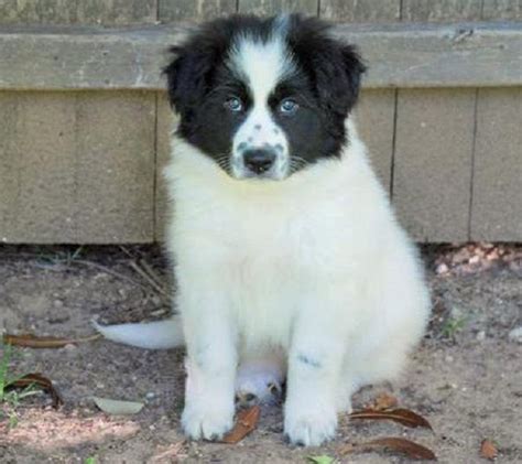 Border Collie Great Pyrenees Puppy: A Unique And Lovable Mix