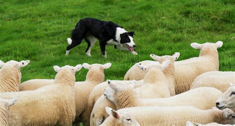 speepdog by Manfred Karisch Photography / 500px Collie dog, Border