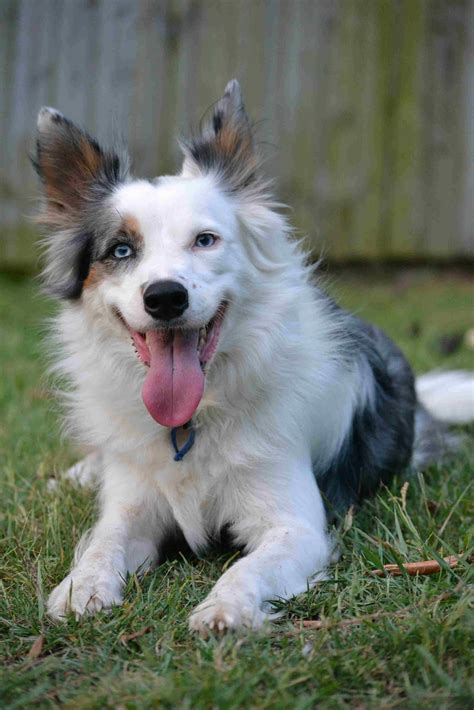Border Collie Koolie: The Perfect Companion For Active Individuals