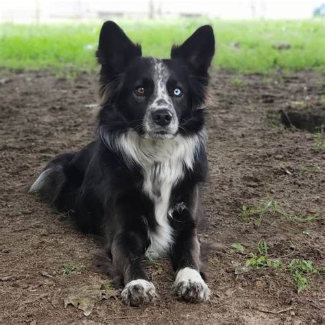 Border Collie Mini Aussie Mix Size: A Guide To This Unique Breed