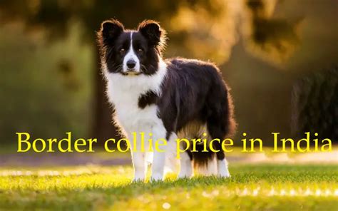 Border Collie Price In Kolkata: What You Need To Know