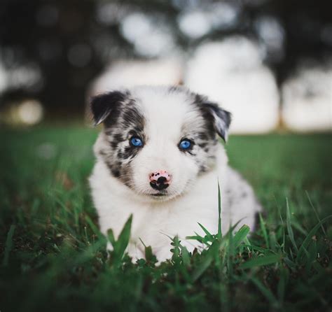 Border Collie Puppy Blue Eyes: A Unique And Adorable Breed