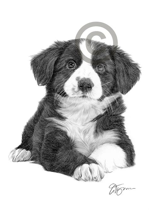 Border Collie Puppy Drawing Easy
