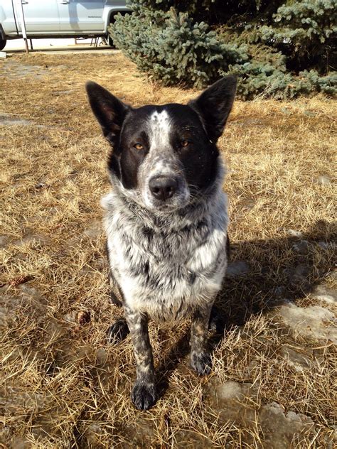 Border Collie Red Heeler Mix For Sale