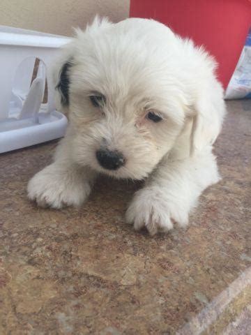 Border Collie Shih Tzu Mix Puppies For Sale