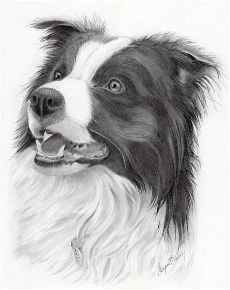 Border Collie Zeichnung Bleistift: A Unique Way To Capture Your Dog's
Personality