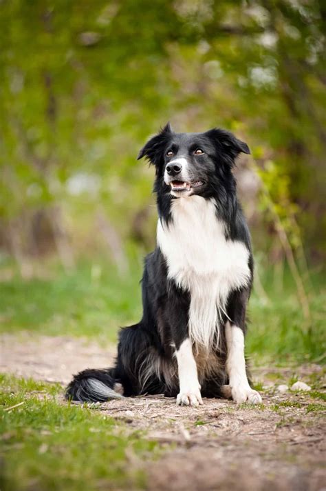 Border Collie Zwart: The Unique And Intelligent Dog Breed Of 2023