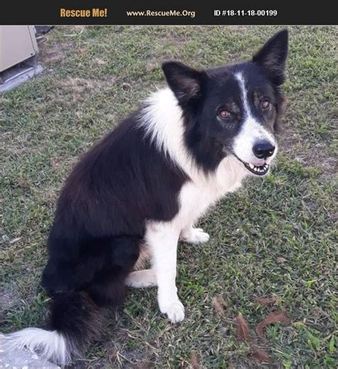 35+ Border Collie To Adopt Near Me Photo Bleumoonproductions