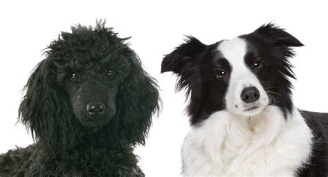 Standard poodle x border collie pups in Beith, North Ayrshire Gumtree