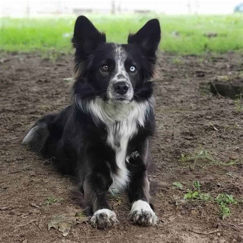 Border collie aussie mix Black Tricolour ️ Tri color border collie