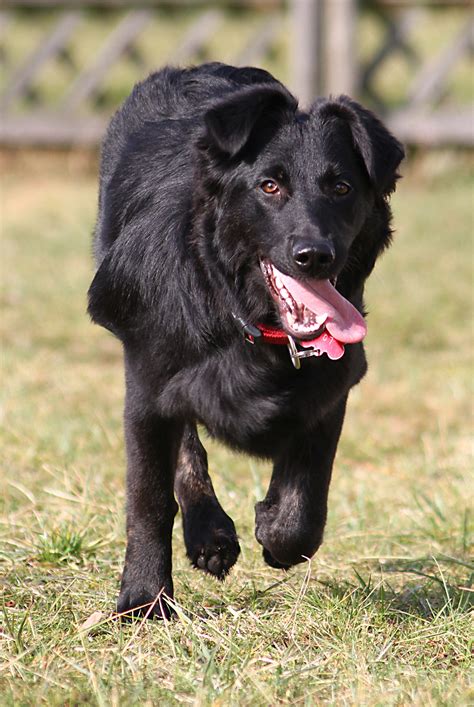 two hybrid dogs running together on a meadow black Labrador Border