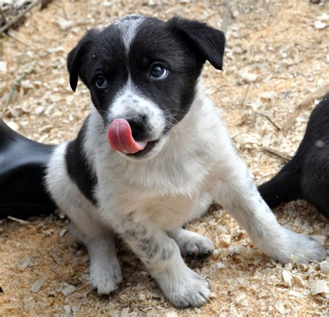 Border Collie Blue Heeler Mix Puppies For Sale Colorado