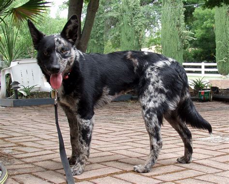 Blue Heeler/Border Collie Mix Puppy I want it Pinterest Border