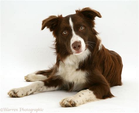 brownbordercollieadogchocolatebordercolliephotowp14663