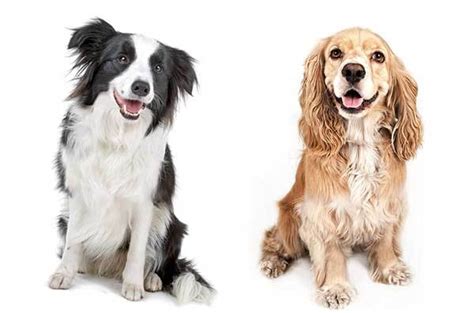 Border Collie Cocker (Border Collie & English Cocker Spaniel Mix) Info