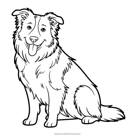Border Collie Coloring Page