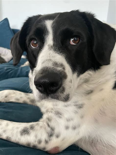Border Collie Dalmatian Mix FUROSEMIDE