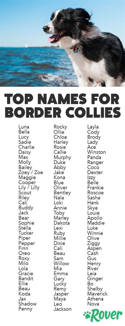 The Top Names for Border Collies. Border collie names, Border collie