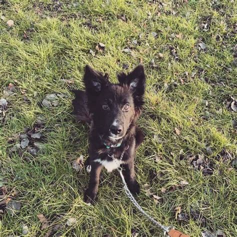 My Gerbordsky!!! German Shepherd,Border Collie, Husky mix.....love