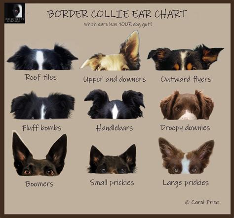 Border Collie Ears Chart