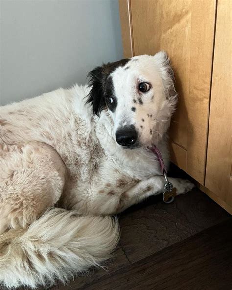 An adorable English setter Border collie mix. Cute cats and dogs