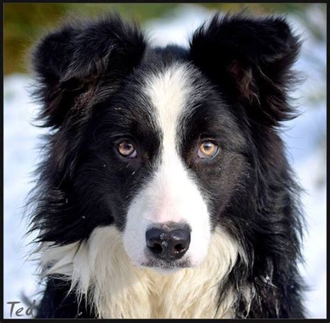 Why Does My Border Collie Stare At Me? Pooch Authority