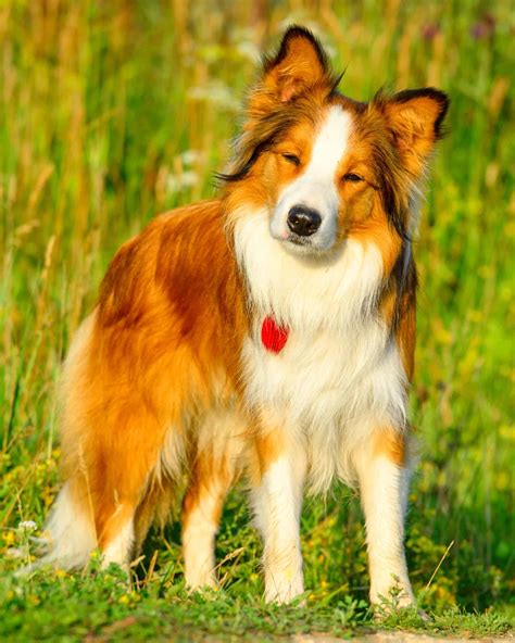 Boomer is a male 4 years old BorderCollie. He is a tricolour with