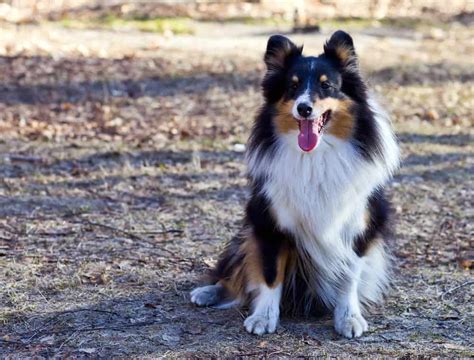 Border Collie German Shepherd: The Perfect Companion For Active Owners