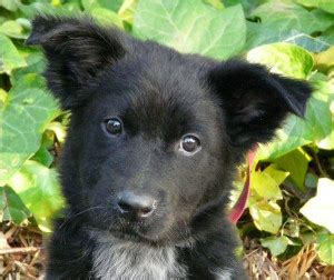 German Shepherd Border Collie Mix Shollie One of The Smartest Breeds